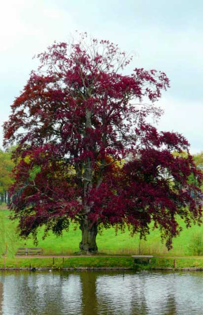 autumn tree